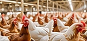Chickens in a poultry house