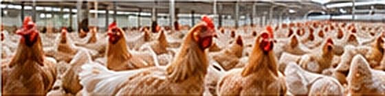 Chickens at the Long An pilot farm