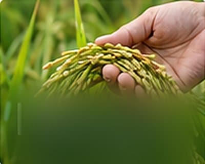 A hand holding ripe rice grains in the field
